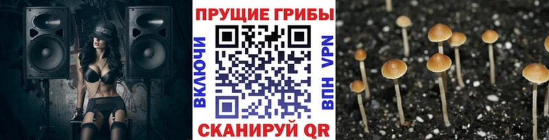Галлюциногенные грибы Psilocybine cubensis  MEGA сайт  Курган 